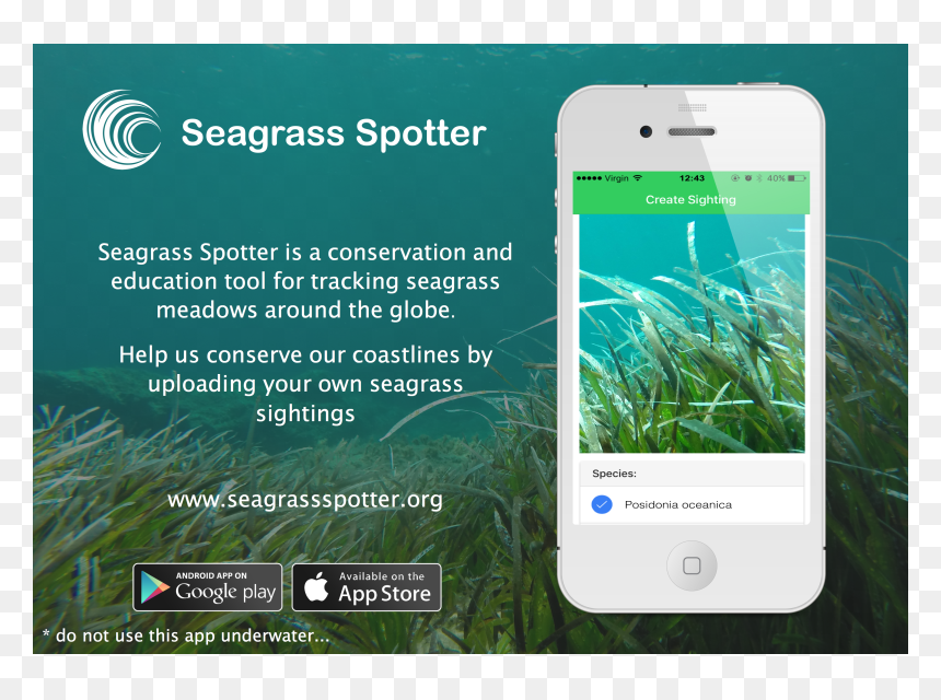 Smartphone, HD Png Download - sea grass png