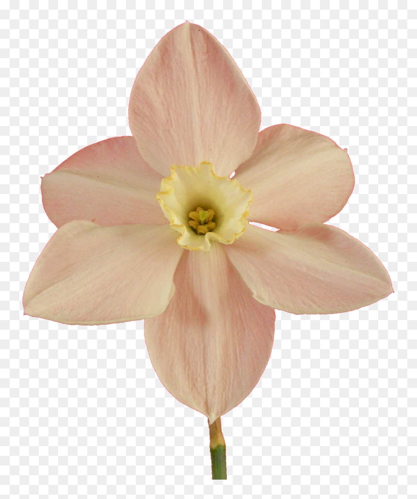 Transparent Narcissus, HD Png Download - narcissus png