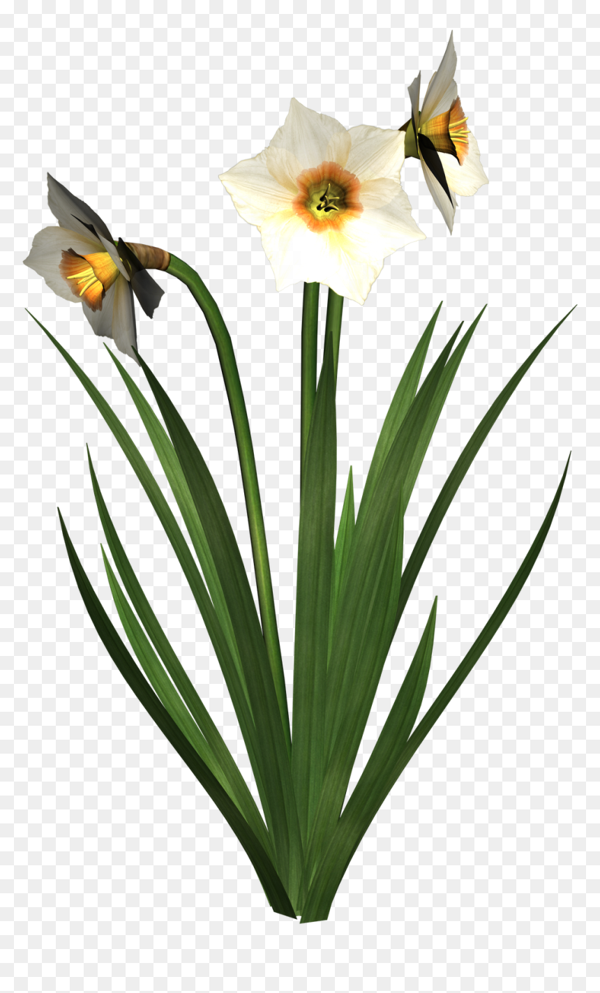 Нарцисс Png Клипарт, Transparent Png - narcissus png