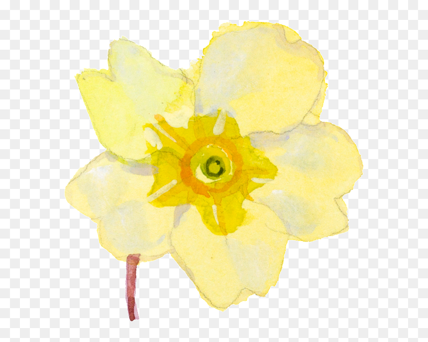 Bellflower, HD Png Download - narcissus png