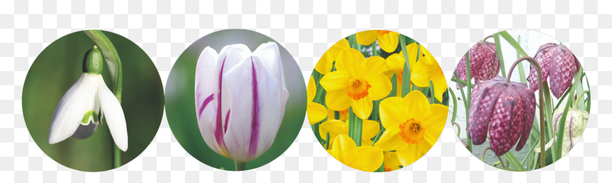 Tulip, HD Png Download - narcissus png