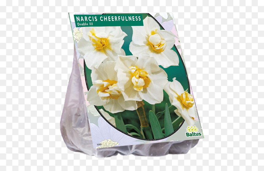 Narcissus, HD Png Download - narcissus png