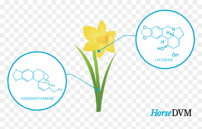 Tulip, HD Png Download - narcissus png