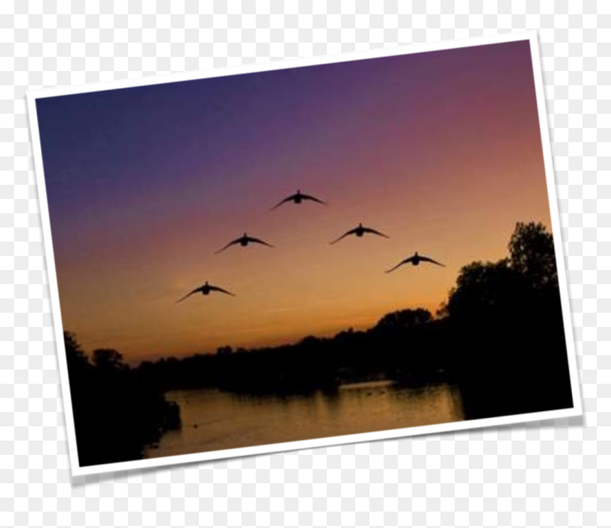 Flock, HD Png Download - geese flying png