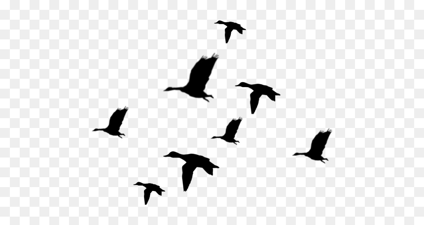 Flying Ducks Silhouette Png, Transparent Png - geese flying png