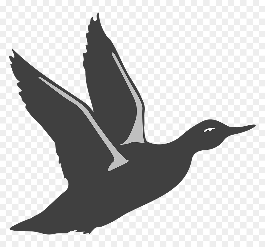 Bird Take Off Silhouette, HD Png Download - geese flying png