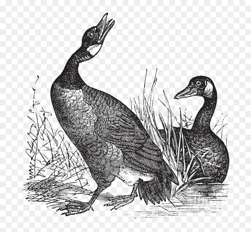Goose, HD Png Download - geese flying png