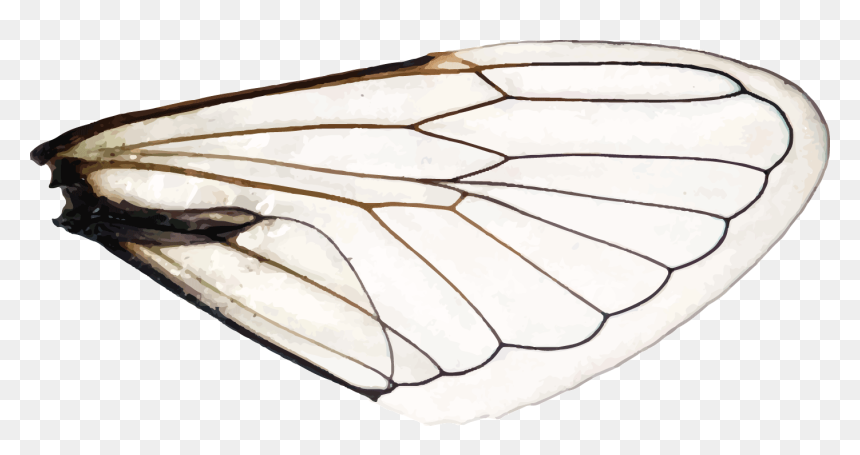 Aporia, HD Png Download - moth wings png