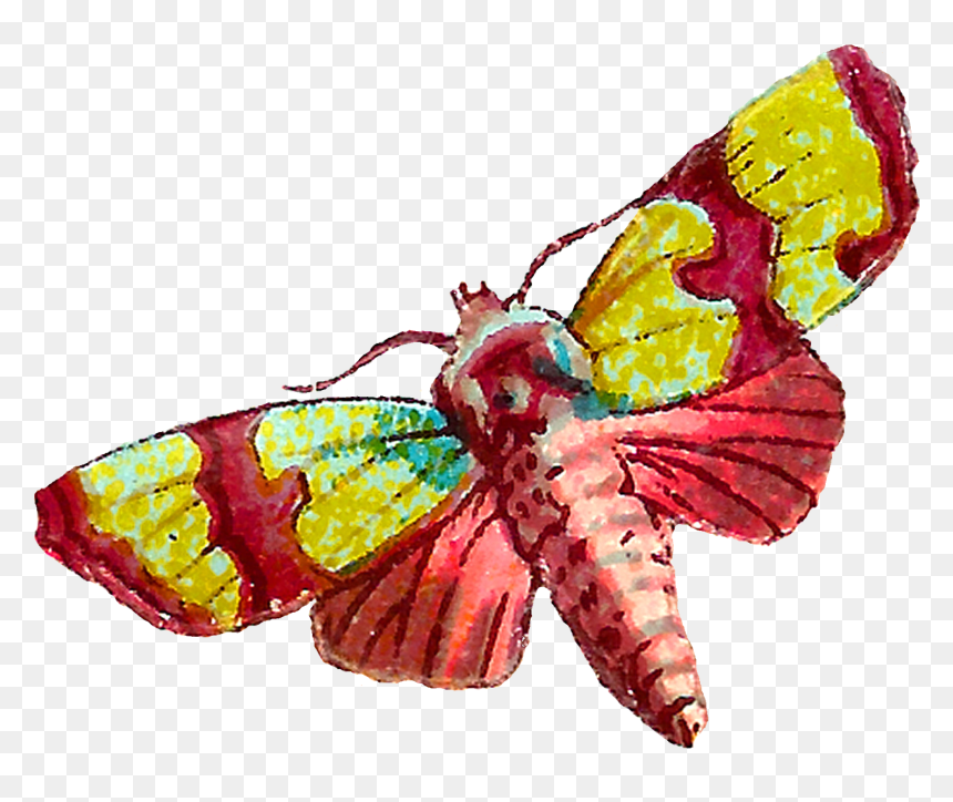 Butterfly, HD Png Download - moth wings png