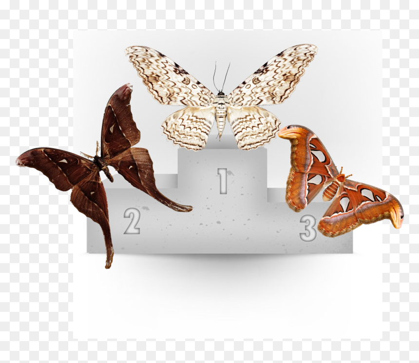 Moth Wings Png, Transparent Png - moth wings png