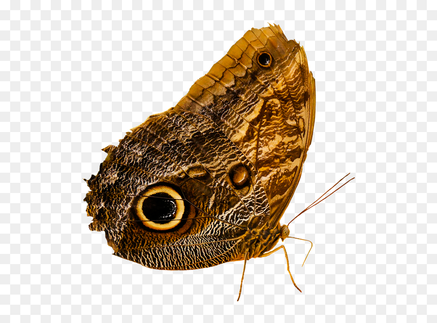 Owl Butterfly Png, Transparent Png - moth wings png