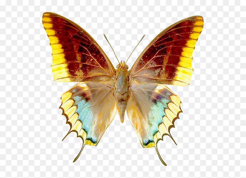 Real Butterfly Clip Art, HD Png Download - moth wings png