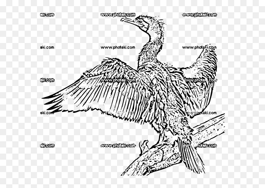 Seabird, HD Png Download - alas vector png