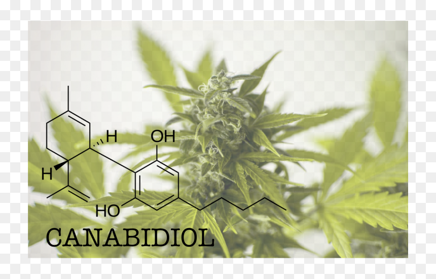 Cannabis, HD Png Download - maconha png
