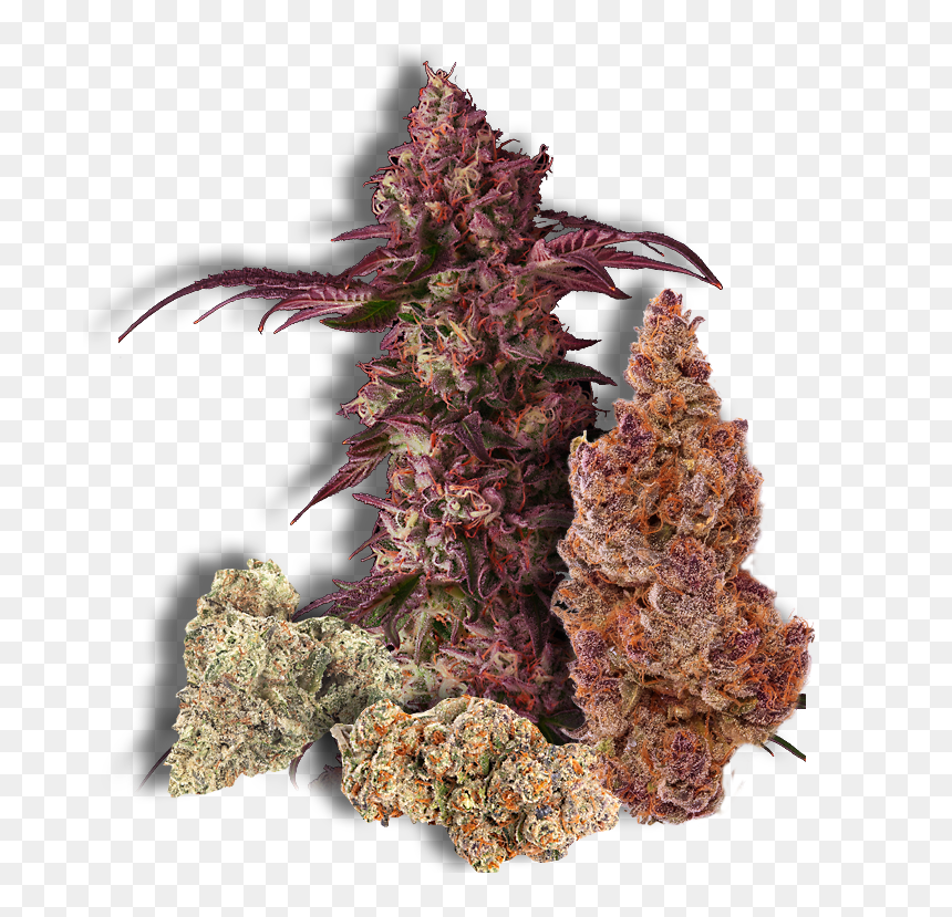 Colorado Spruce, HD Png Download - maconha png