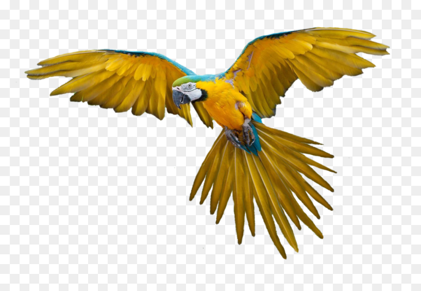Birds Png, Transparent Png - all png images
