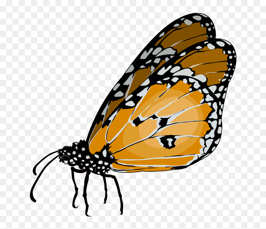 Monarch Butterfly, HD Png Download - mariposa vector png