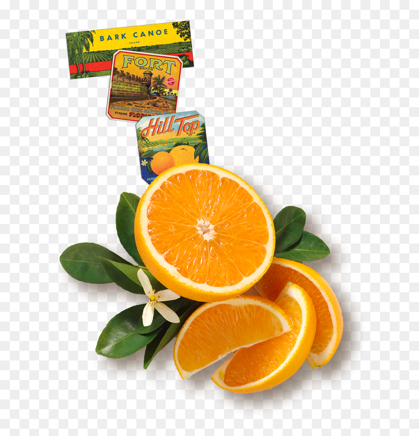 Floridas Natural Orange Juice Field, HD Png Download - orange juice splash png