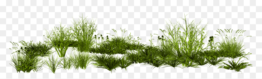 Tall Grass Png, Transparent Png - grass png