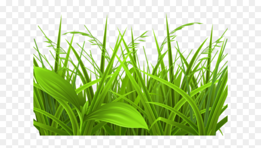 Grass Clipart, HD Png Download - grass png