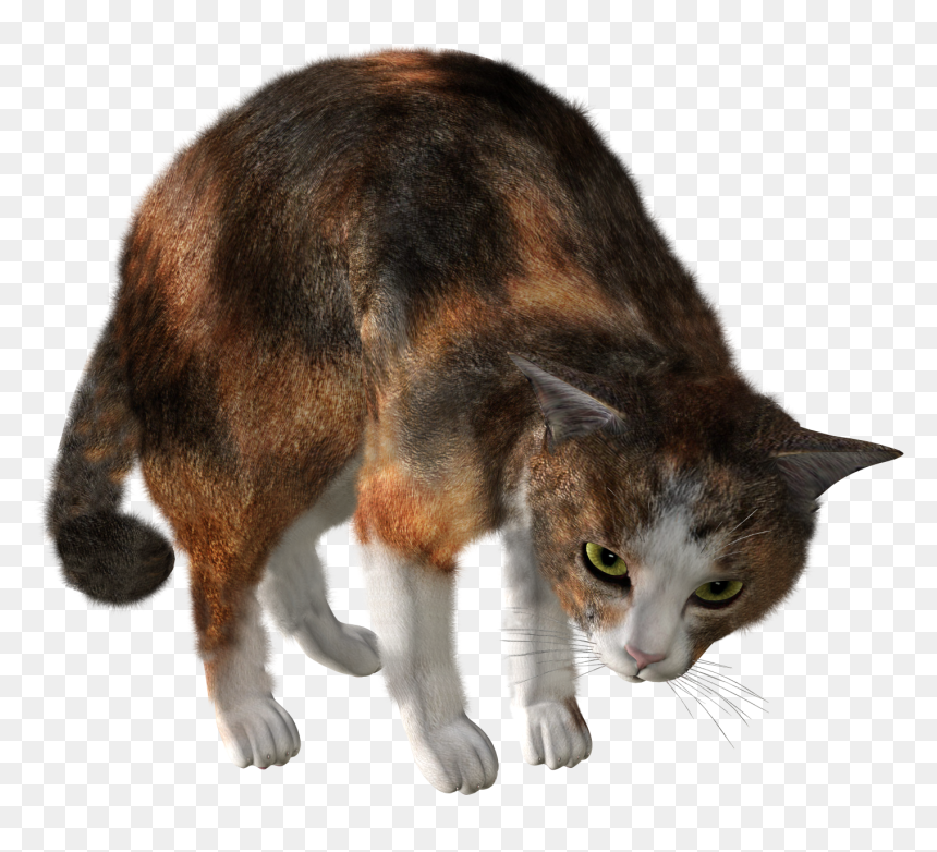 Cat, HD Png Download - cat png