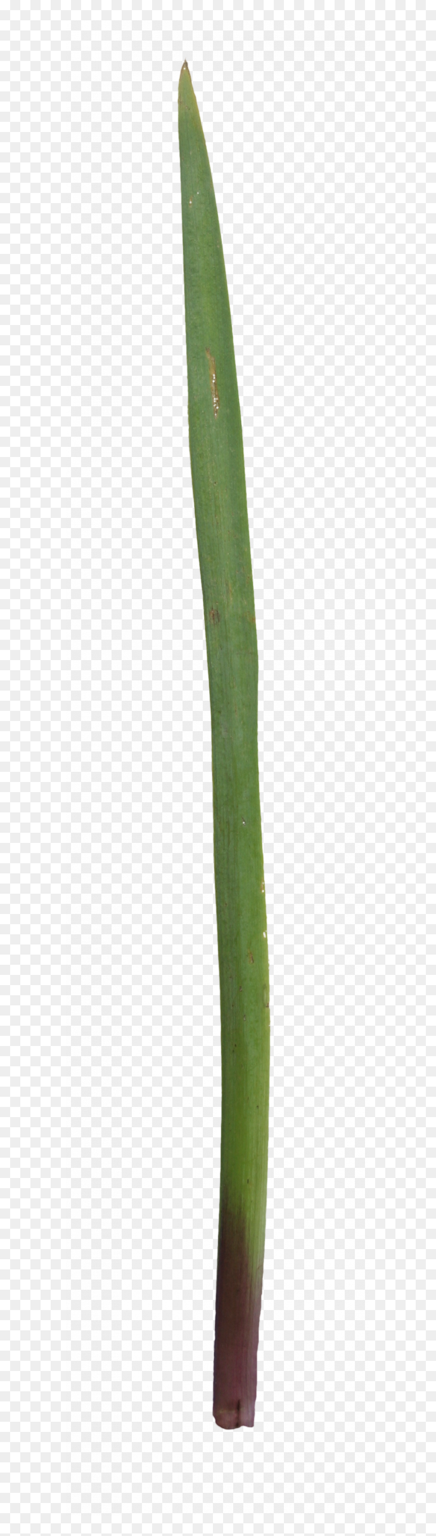 Grass, HD Png Download - grass png