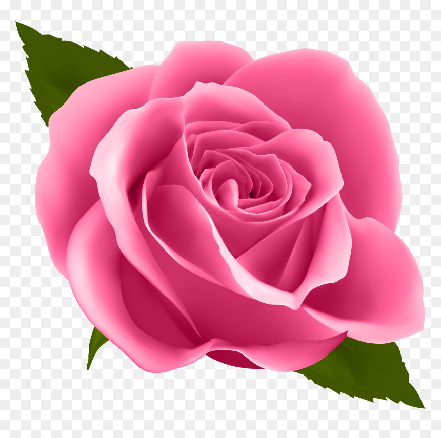 Rose Png, Transparent Png - rose png
